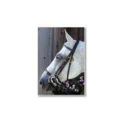 Nunn Finer Adjustable Lever Noseband -Ovation Store 205704 havana 1