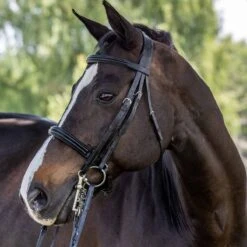 Vespucci Double Raised Weymouth Bridle - New Style -Ovation Store NS810418N