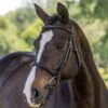 Vespucci Classic Dressage Bridle - New Style -Ovation Store NS810421N 1