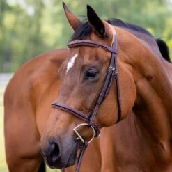 Vespucci Fancy Raised Hunter Bridle - New Style -Ovation Store NS810434N 2