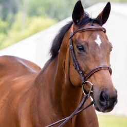 Vespucci Fancy Raised Hunter Bridle - New Style -Ovation Store NS810434N 3