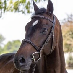 Vespucci Plain Raised Hunter Bridle - New Style -Ovation Store NS810435N 2 1