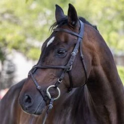 Vespucci Square Raised European Series Figure 8 Bridle