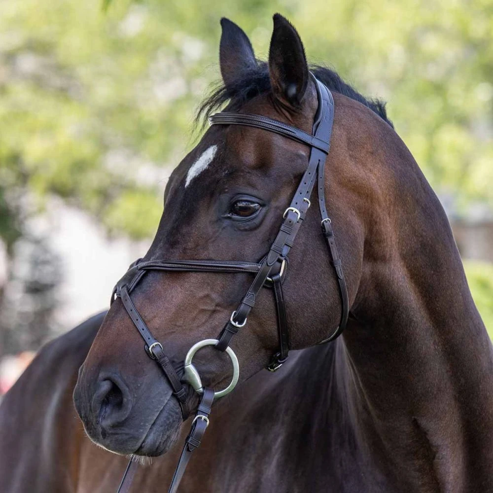 Vespucci Square Raised European Series Figure 8 Bridle 6 Vespucci Square Raised European Series Figure 8 Bridle - Image 4