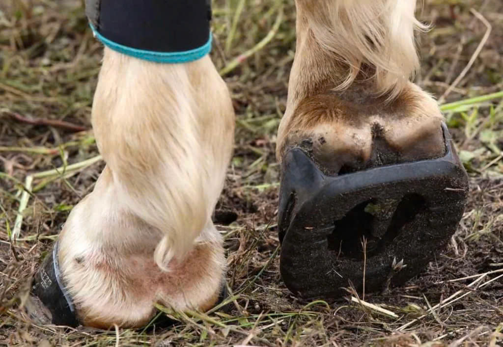 Ovation Store -Ovation Store z6467095980419 7ff66969c1e0c299e4df0df1053dc1cc